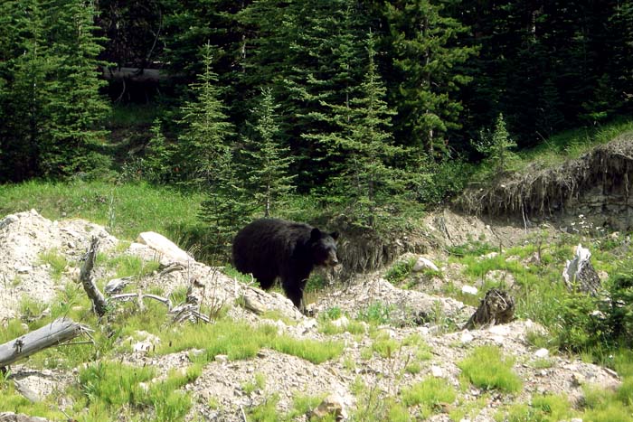 Bär in den Rocky Mountains