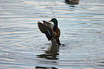 Ente am Rhein in Mainz