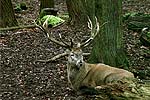 Hirsch im Wildpark