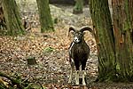 Mufflon im Wildpark